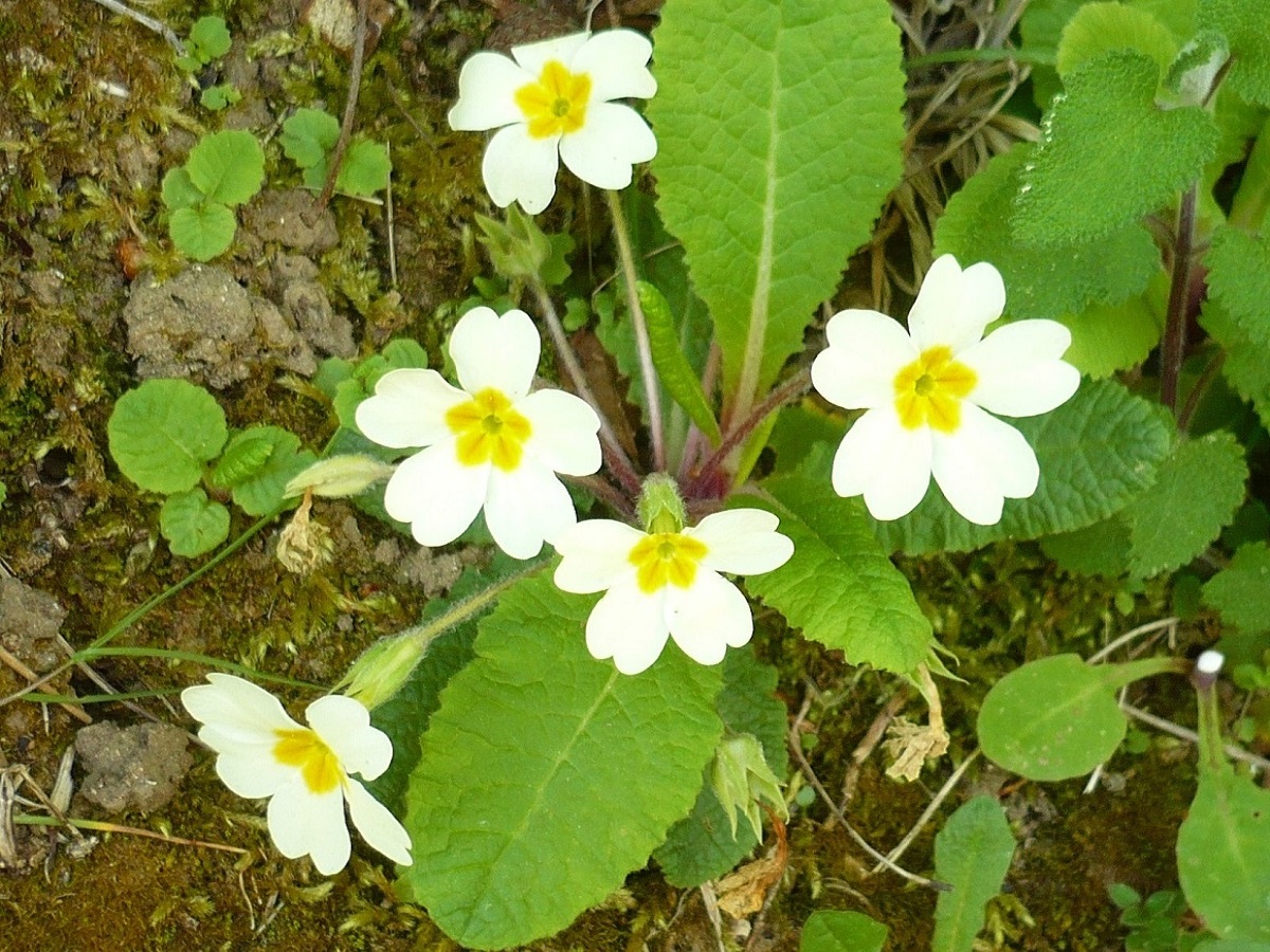 Primula vulgaris subsp. vulgaris (Primulaceae)